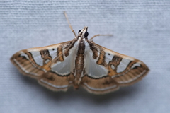 Glyphodes pyloalis