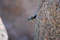 Sceloporus poinsettii