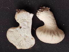 Lycoperdon perlatum