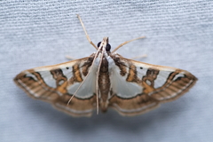 Glyphodes pyloalis