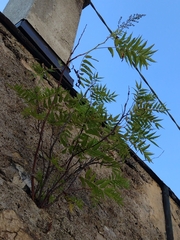 Sorbaria tomentosa