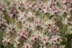 Trifolium stellatum