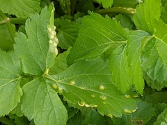 Puccinia smyrnii