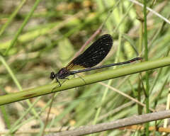 Calopteryx haemorrhoidalis