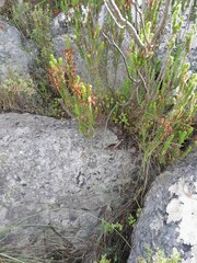 Erica coccinea