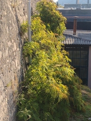 Sorbaria tomentosa