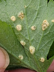 Puccinia smyrnii