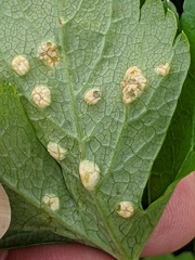 Puccinia smyrnii