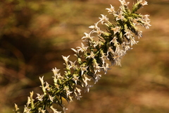 Liatris bridgesii