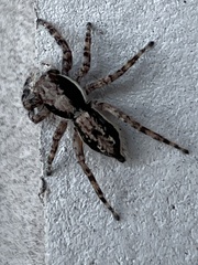 Menemerus bivittatus