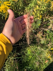 Setaria scheelei