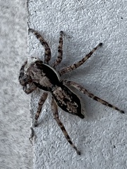 Menemerus bivittatus