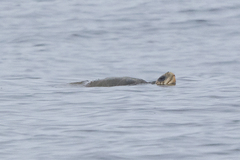 Lepidochelys olivacea