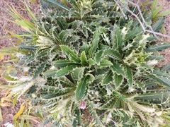 Berkheya armata