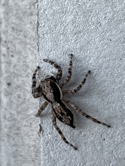 Menemerus bivittatus