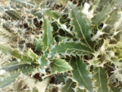 Berkheya armata