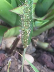 Setaria adhaerens