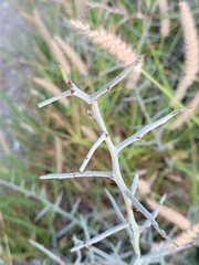 Sarcomphalus obtusifolius