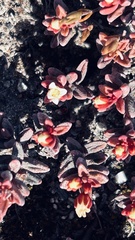 Crassula