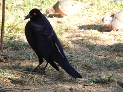 Molothrus oryzivorus