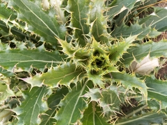 Berkheya armata