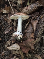 Leucocortinarius bulbiger