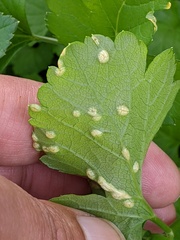 Puccinia smyrnii