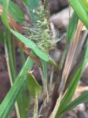 Setaria adhaerens