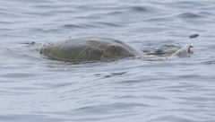 Lepidochelys olivacea