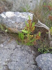 Erica coccinea