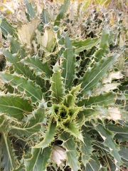 Berkheya armata