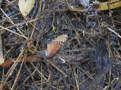 Limenitis archippus obsoleta
