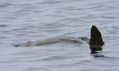 Lepidochelys olivacea