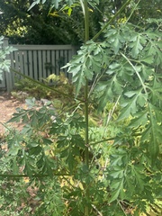 Bidens bipinnata