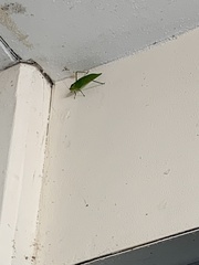 Stilpnochlora