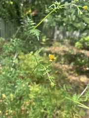 Bidens bipinnata