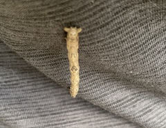 Eutrapela clemataria