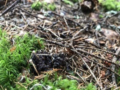 Collybia