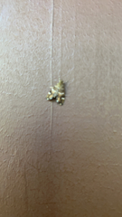 Hymenia perspectalis