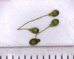 Dichanthelium columbianum
