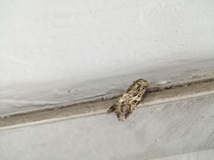 Spodoptera litura