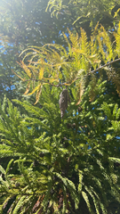 Thyridopteryx ephemeraeformis