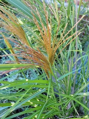 Miscanthus sinensis
