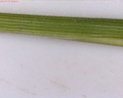 Dichanthelium columbianum