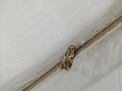 Spodoptera litura