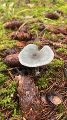 Agaricales