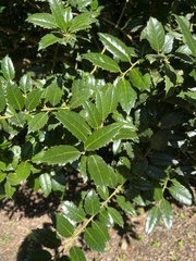 Ilex