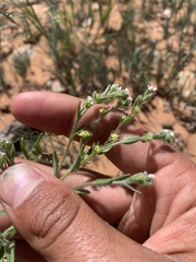 Lappula occidentalis