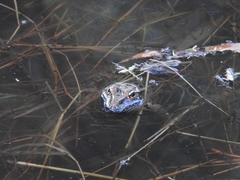 Lithobates berlandieri