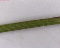 Dichanthelium columbianum